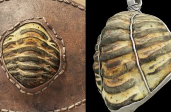 This Historic Roman Artifact Is Additionally a 453 Million-Yr-Outdated Fossil