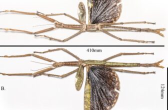 Horrifyingly Large New Stick Insect Found Precisely The place You Assume