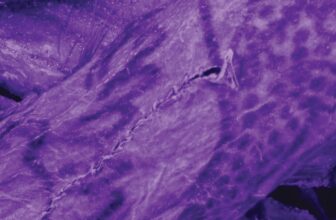 Impossibly Intricate Tattoos Discovered on 2,000-12 months-Outdated ‘Ice Mummy’