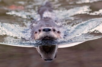 ‘Bizarre Wanting’ Otter Poo Reveals an Surprising Function in Parasite Management