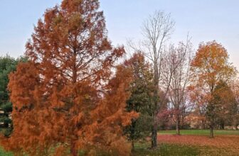 The Little Issues E-newsletter #495 – Life, laughter, and plenty of nice meals!